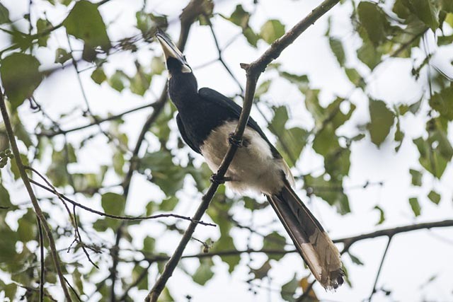 Oriental Pied-Hornbill - ML379596271