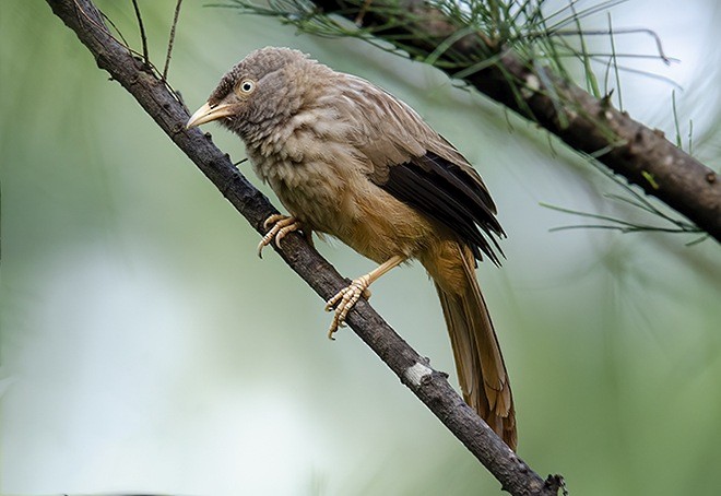 Jungle Babbler (Black-winged) - Tushar Bhagwat