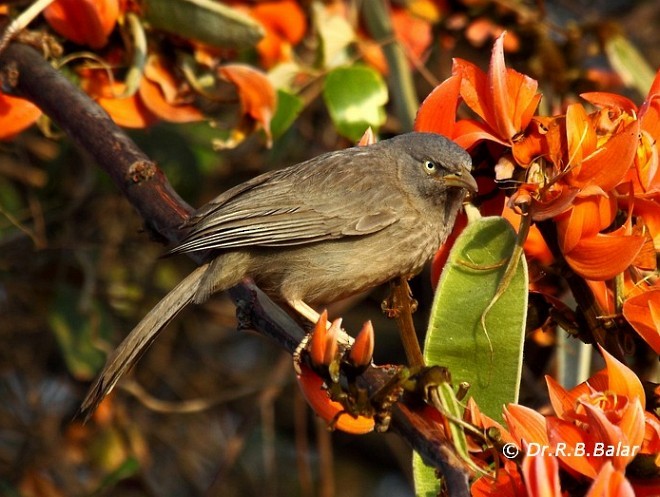 Turdoide Matorralero (grupo striata) - ML379596681