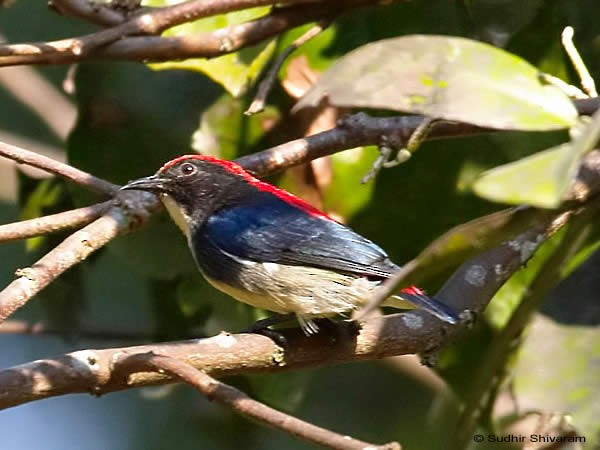 Scarlet-backed Flowerpecker - ML379596991