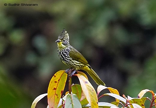 Striated Bulbul - ML379597001