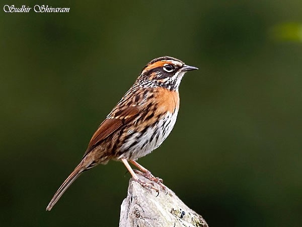 Rufous-breasted Accentor - ML379597051