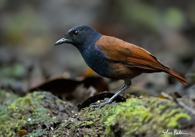 Sumatran Whistling-Thrush - Lars Petersson | My World of Bird Photography