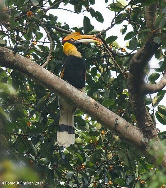 Great Hornbill - ML379597291