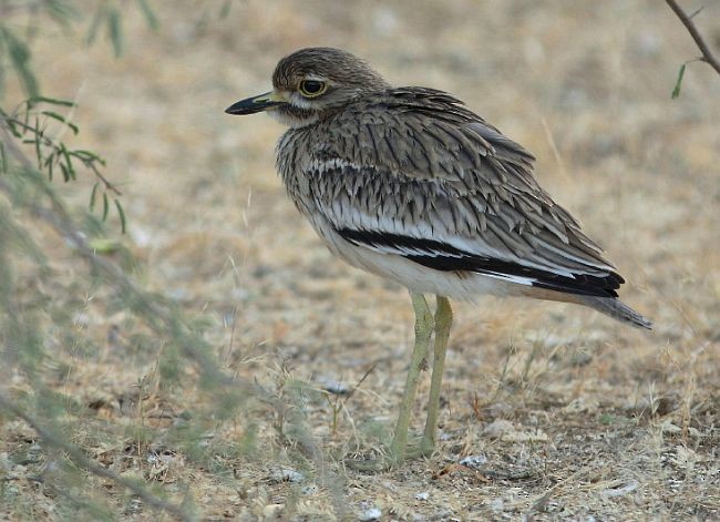 Indian Thick-knee - ML379597661