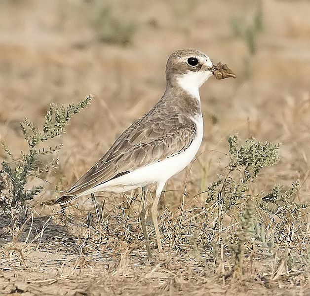 Caspian Plover - ML379597681