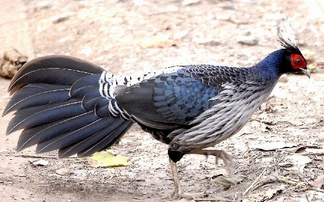 Kalij Pheasant - ML379597781