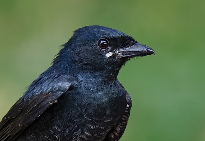 Drongo Real - ML379597821