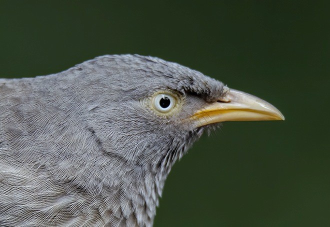 Jungle Babbler (Jungle) - ML379597891