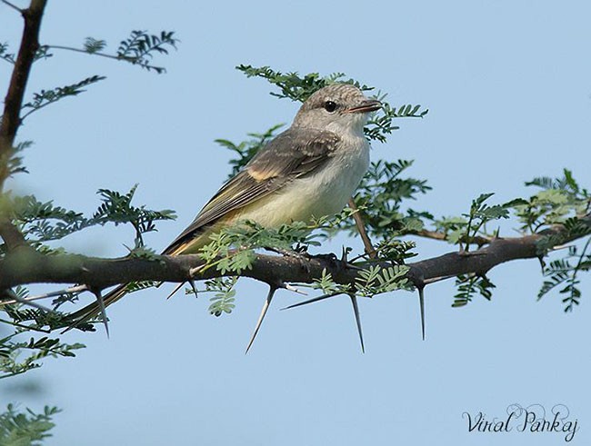 Small Minivet - Pankaj Maheria