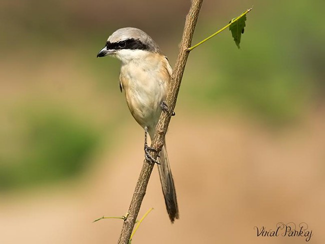 Long-tailed Shrike - ML379597921