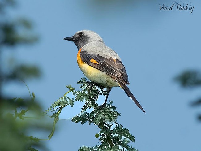 Küçük Minivet - ML379597971