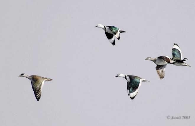 Cotton Pygmy-Goose - Sumit Sen