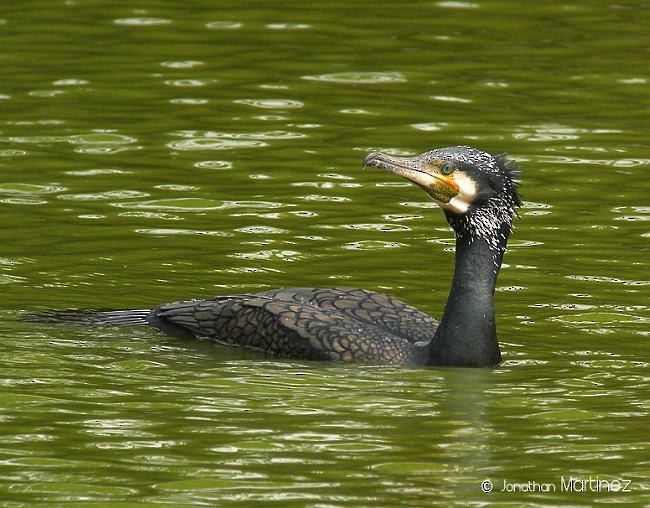 Great Cormorant (Eurasian) - ML379598041