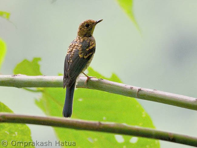 Pale Blue Flycatcher (Unicolored) - ML379598051