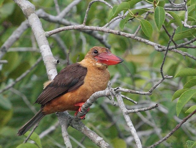 Brown-winged Kingfisher - Kshounish Ray