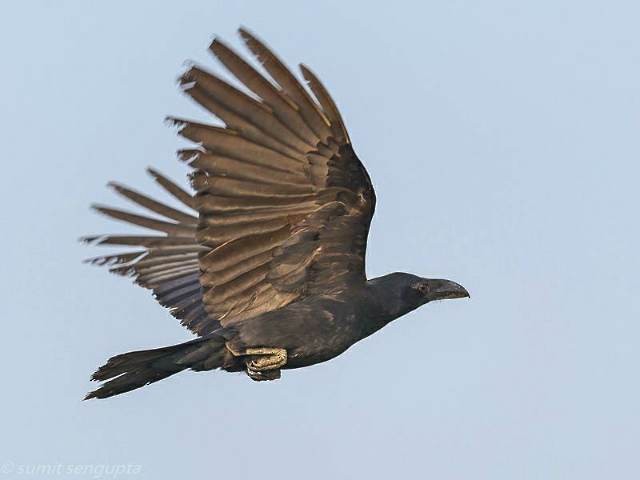 Large-billed Crow (Indian Jungle) - ML379598361