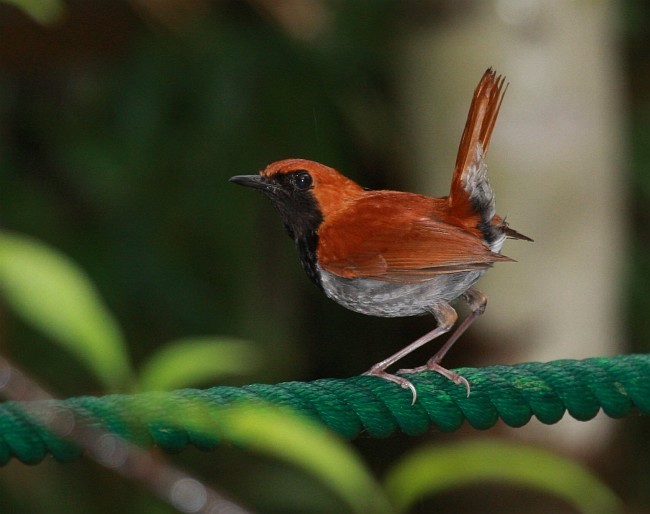 Okinawa Robin - Brendan Sloan