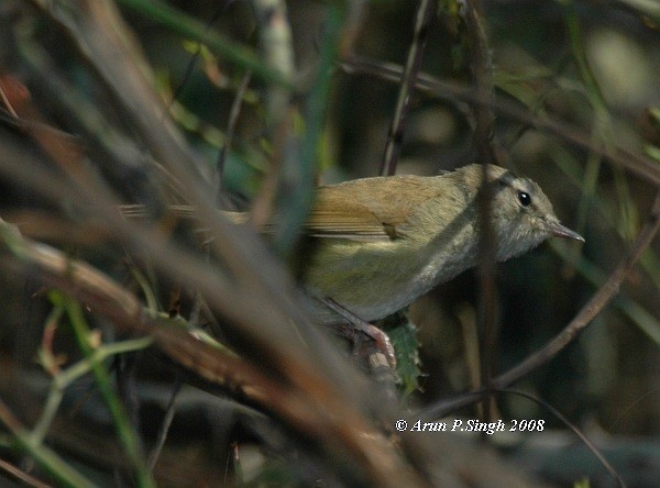 Hume's Bush Warbler - ML379598641