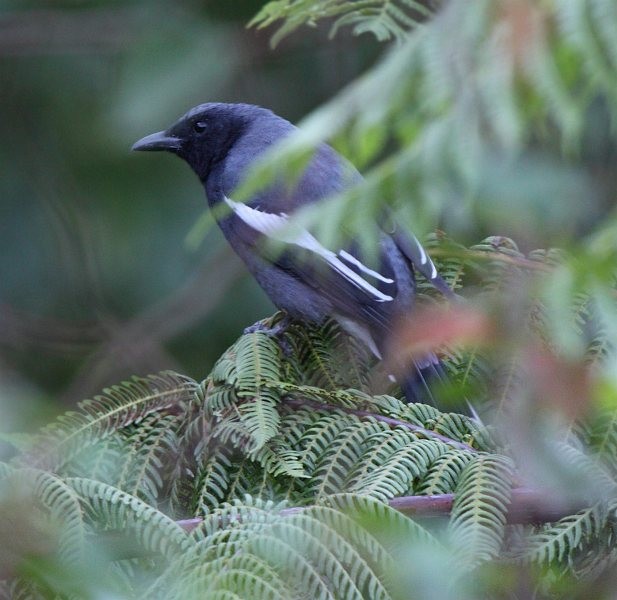 White-winged Cuckooshrike - ML379598701