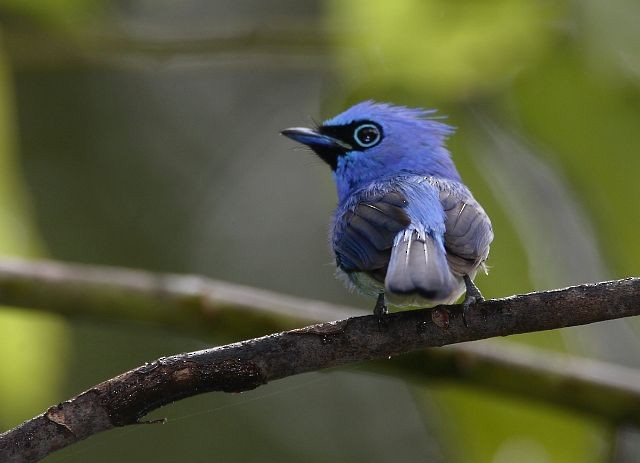 Short-crested Monarch - ML379599091