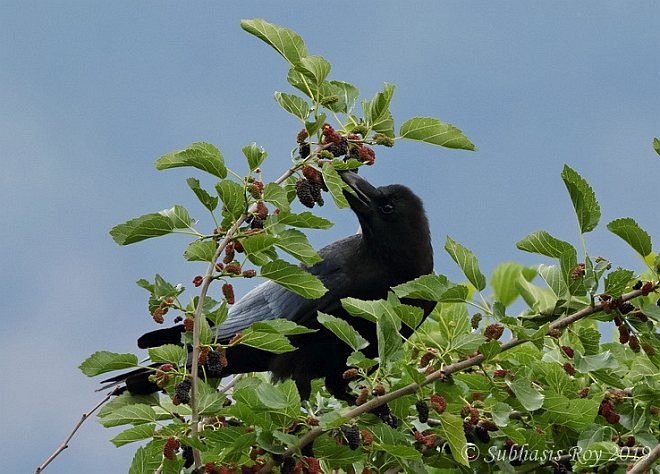 Large-billed Crow (Large-billed) - ML379599221