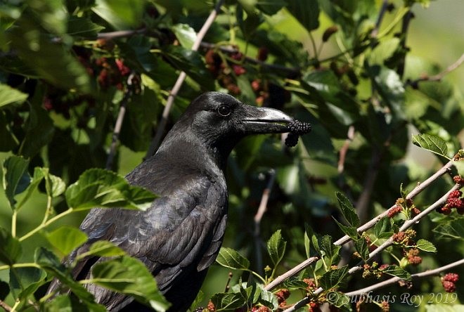 Large-billed Crow (Large-billed) - ML379599271