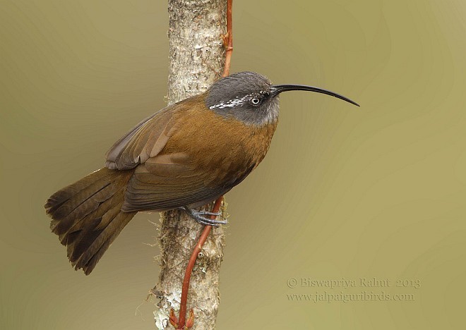 ハシナガチメドリ - ML379599481