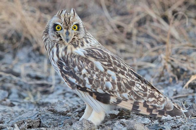 kalous pustovka (ssp. flammeus) - ML379599681