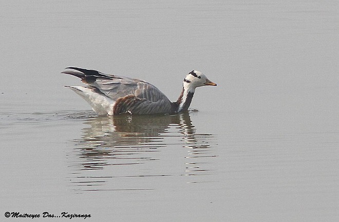 Bar-headed Goose - ML379600271