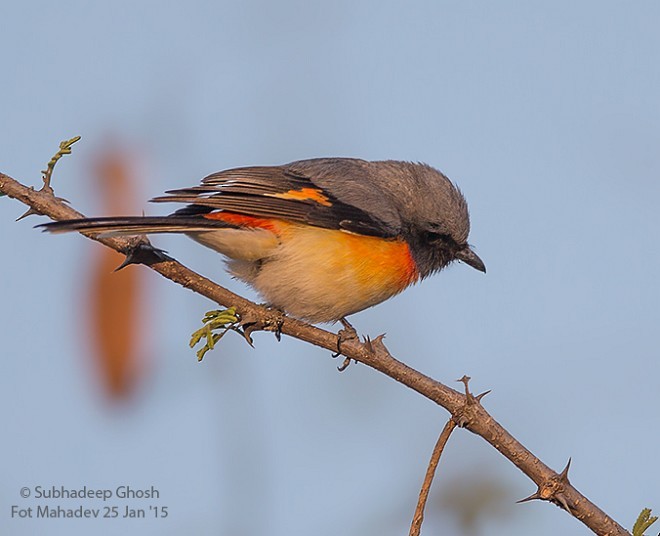 Small Minivet - ML379600431