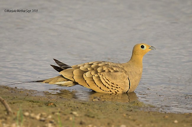 Chestnut-bellied Sandgrouse (Asian) - ML379600441