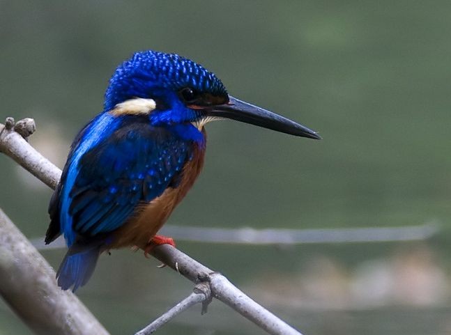 Blue-eared Kingfisher - ML379600541