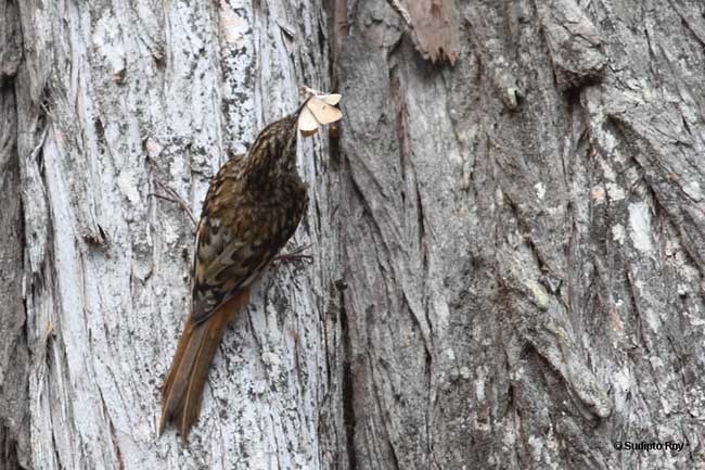 Sikkim Treecreeper - Sudipto Roy