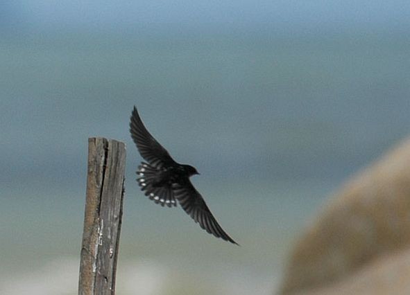 Pacific Swallow (Pacific) - ML379601051