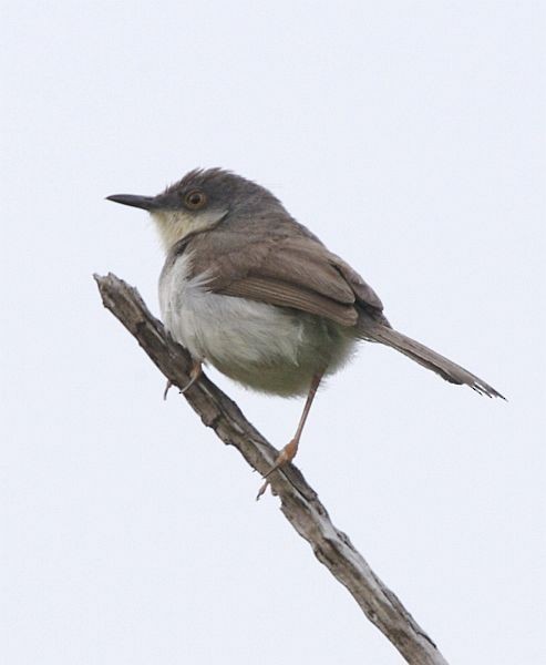 Gray-breasted Prinia - ML379601351