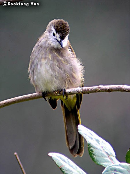 Pale-faced Bulbul - ML379601391