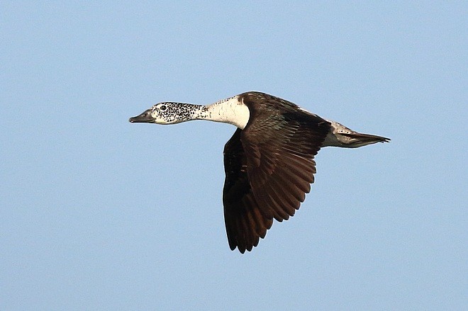 Knob-billed Duck - ML379601571