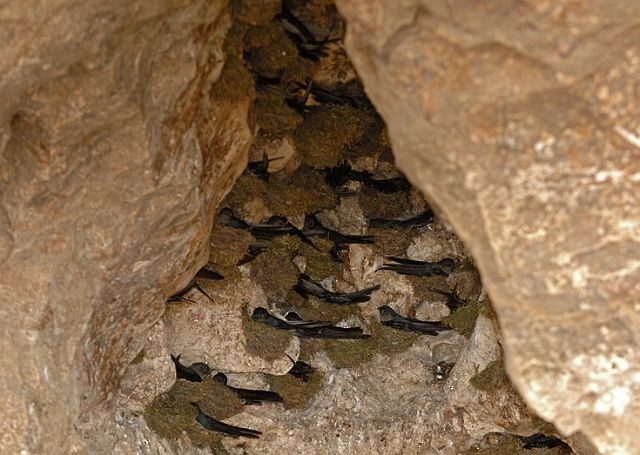 ハネアシユビアナツバメ - ML379601631