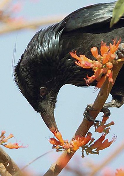 Telli Drongo (hottentottus/brevirostris) - ML379601671