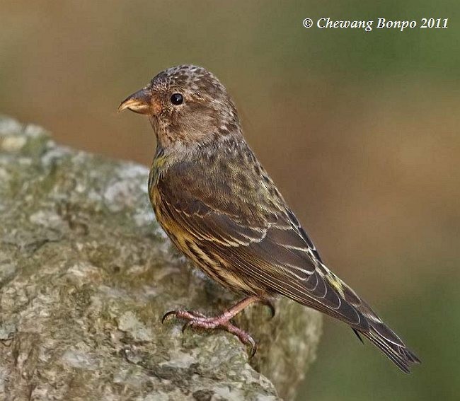 Bec-croisé des sapins (himalayensis) - ML379601731