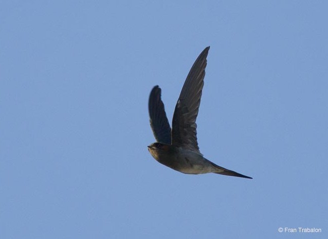 Gray-rumped Treeswift - Fran Trabalon