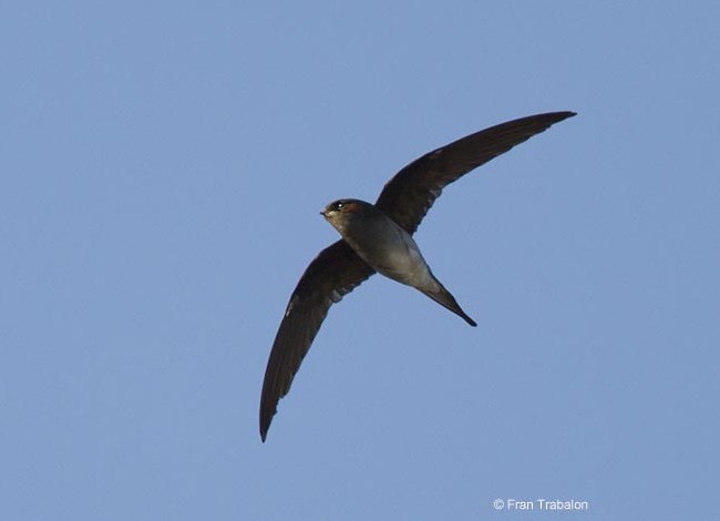 Gray-rumped Treeswift - ML379602561
