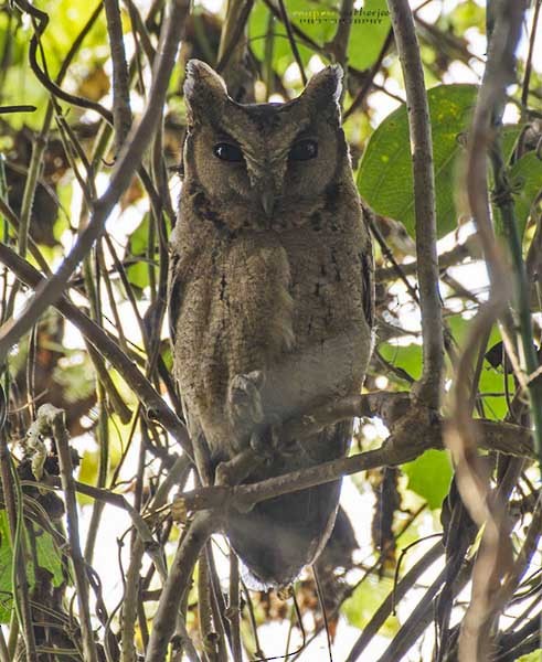 scops-owl sp. - ML379603371