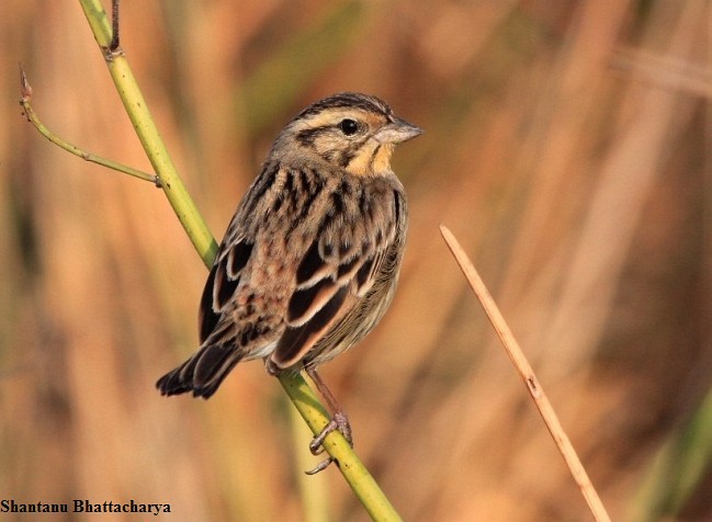 Yellow-breasted Bunting - ML379603421