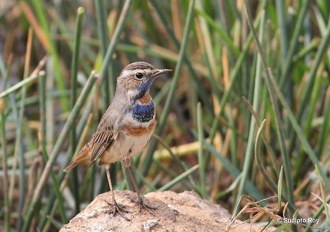 Bluethroat - Sudipto Roy