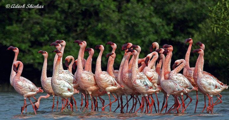 Lesser Flamingo - Adesh Shivkar