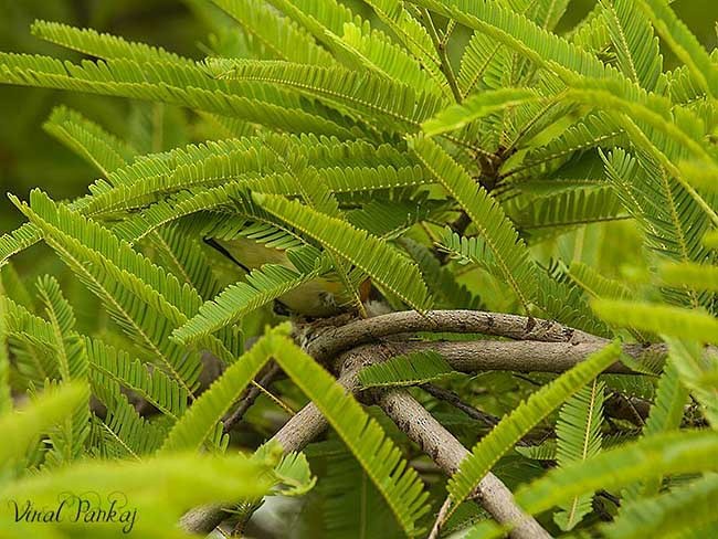 Small Minivet - Pankaj Maheria