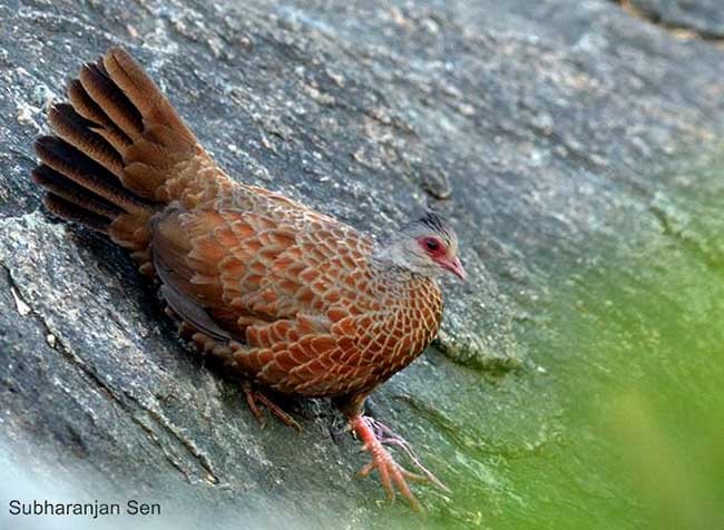 Red Spurfowl - ML379604671