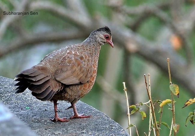 Red Spurfowl - ML379604741